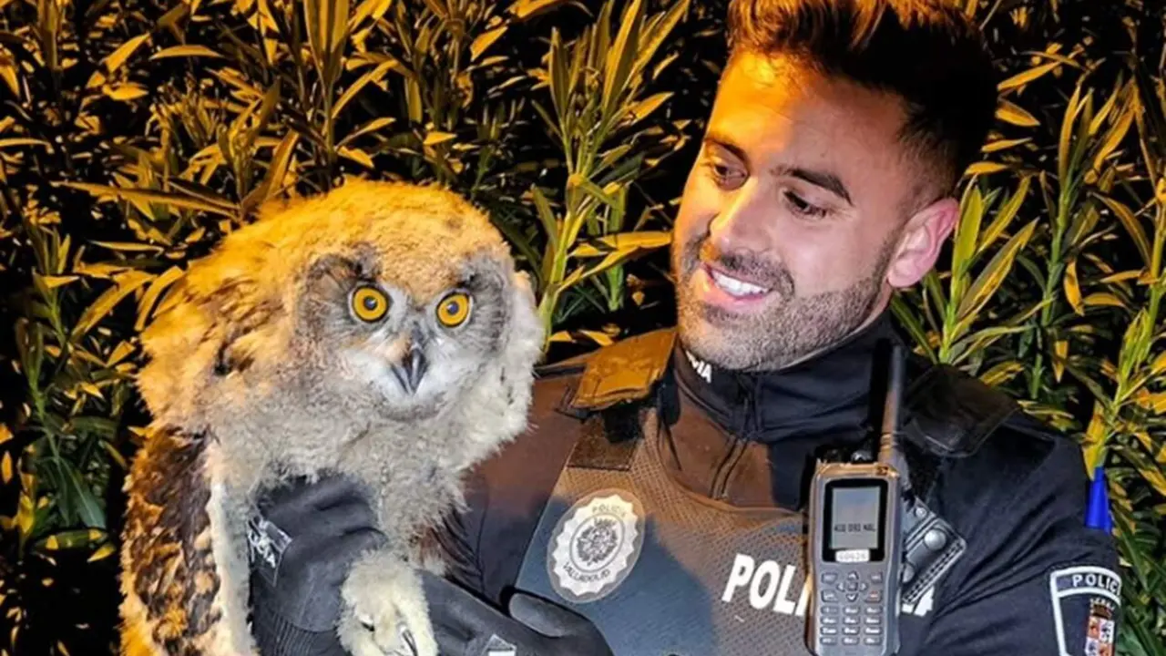 Buho real herido rescate agente Policia Municipal Valladolid