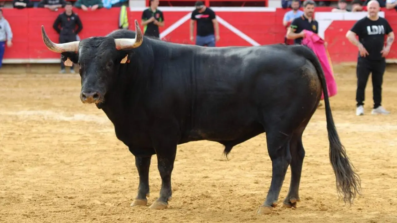 Capea Plaza de toros Fiestas Laguna de Duero cornada cortador Julio Upegui pronostico grave