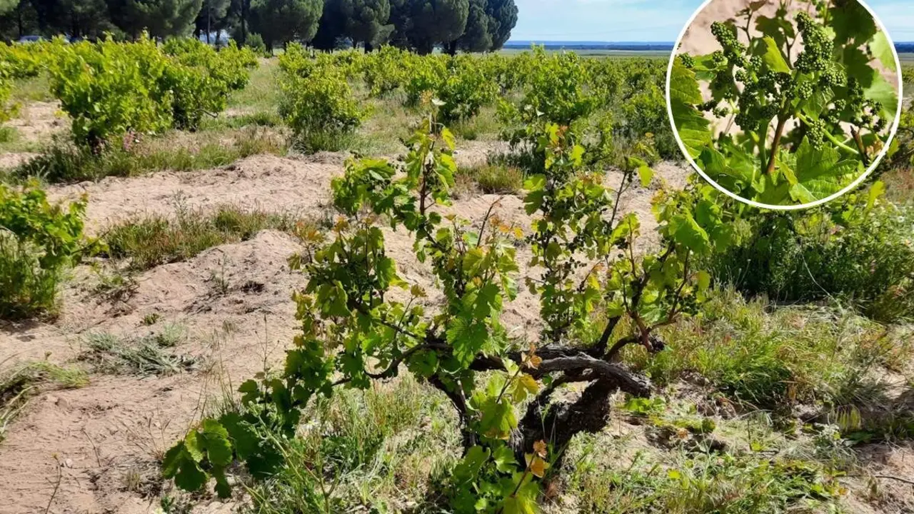Visita vinedos singulares y bodegas Ruta del Vino Rueda (1)