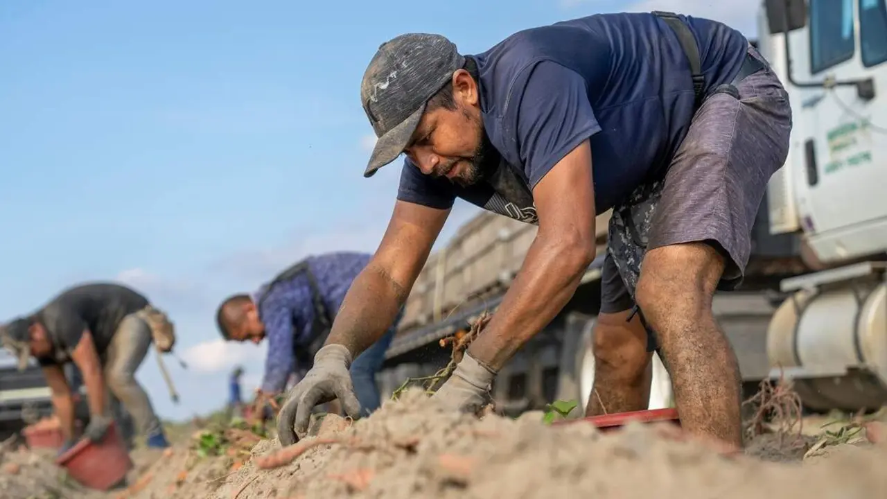 Inmigrantes trabajo campo agricultura provincia Valladolid