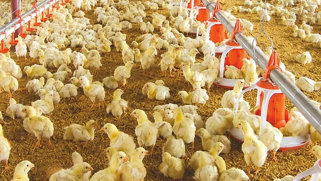 Granja pollos engorde enfermedad Newcastle nuevos focos provincia Valladolid