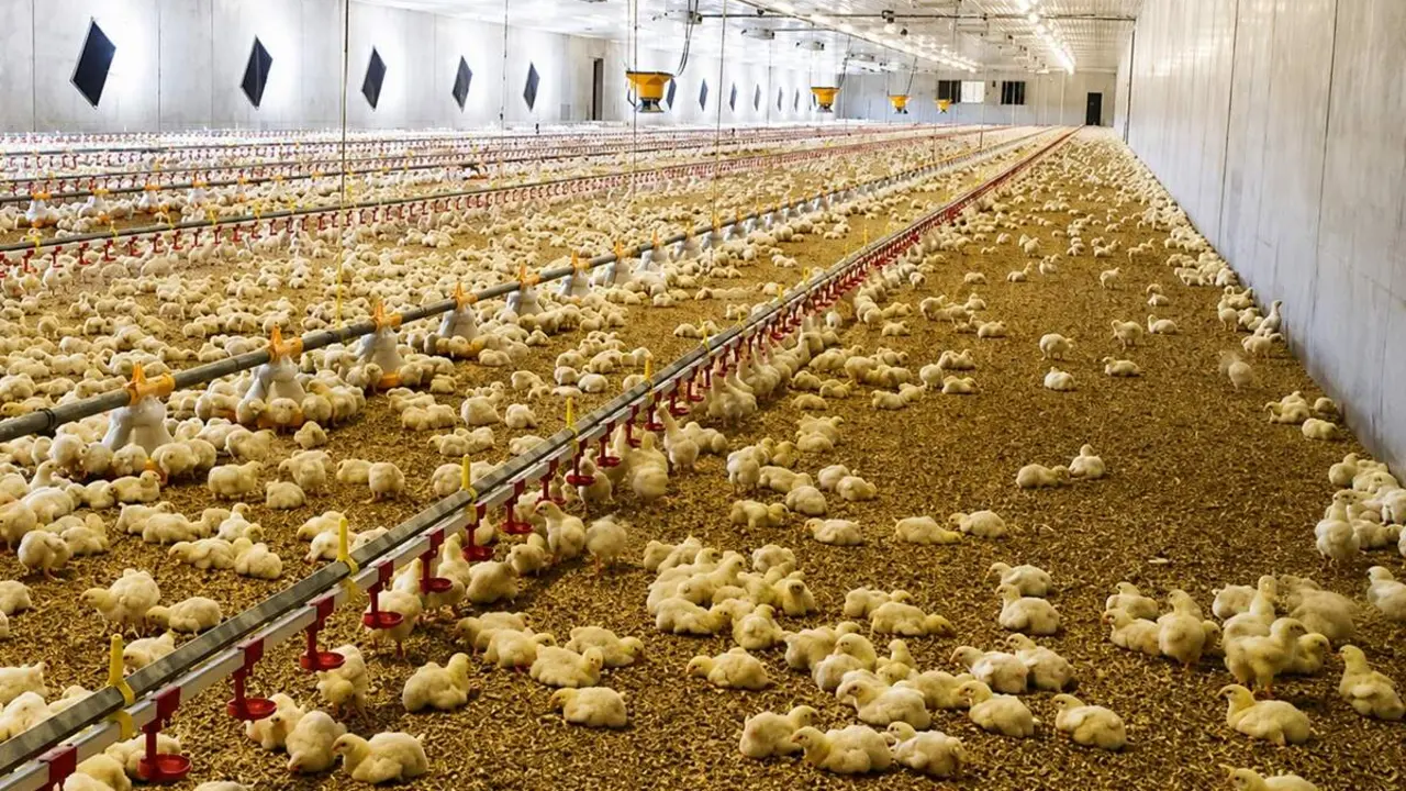 Pollos granja avicola interior explotacion medio rural provincia Valladolid