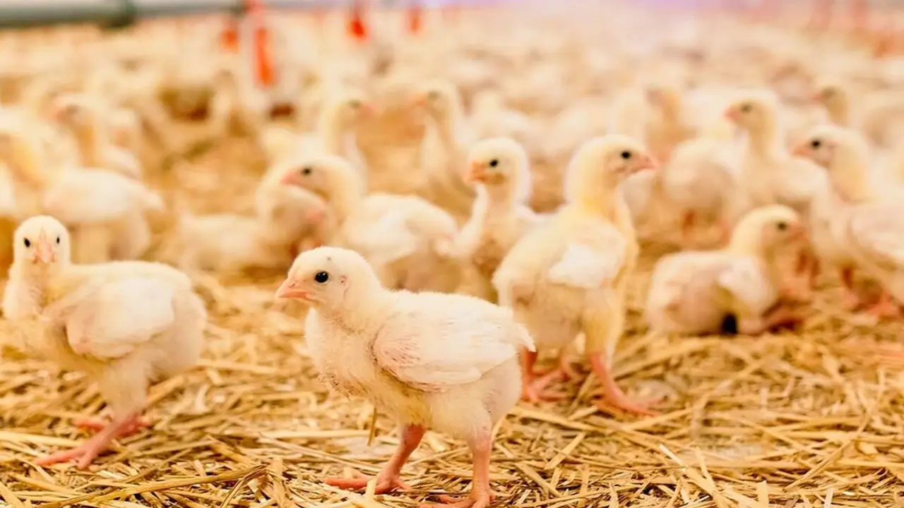 Pollitas de recria granja nuevos focos enfermedad de Newcastle provincia Valladolid