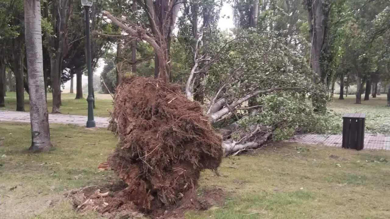 Caida arbol grandes dimensiones parque Santovenia de Pisuerga consecuencias fuerte tormenta viento