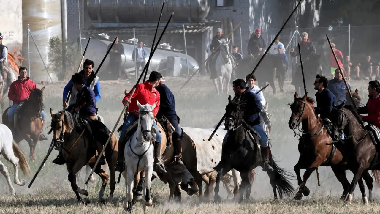 Encierro Fiestas San Antolin Medina del Campo caballos y toros