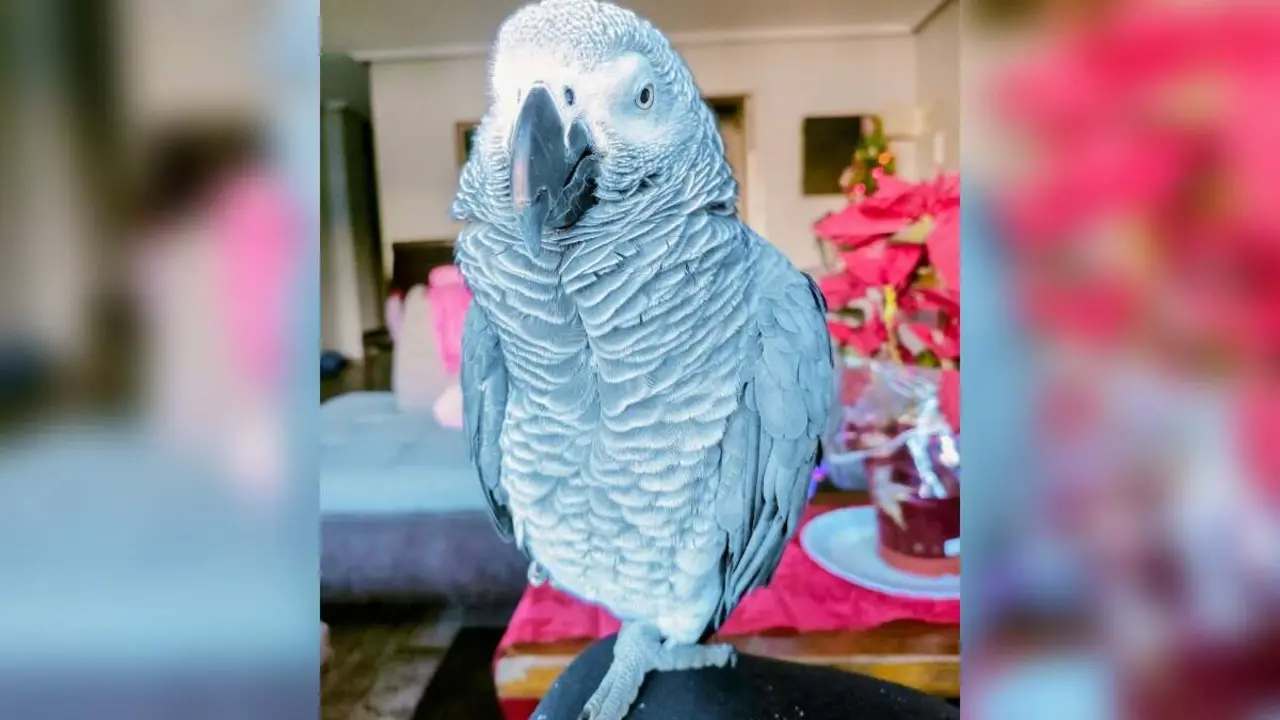 Desaparecido loro Paco alerta familia afectada Siete Iglesias de Trabancos provincia Valladolid