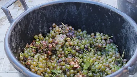 Celebración de las IV Jornadas del Mosto en La Seca (05/16) | Valladolid Plural