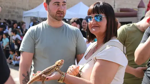 II Mercado Medieval y exhibición de reptiles en Fuensaldaña (06/15) | Valladolid Plural