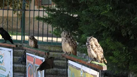 II Mercado Medieval y exhibición de reptiles en Fuensaldaña (13/15) | Valladolid Plural